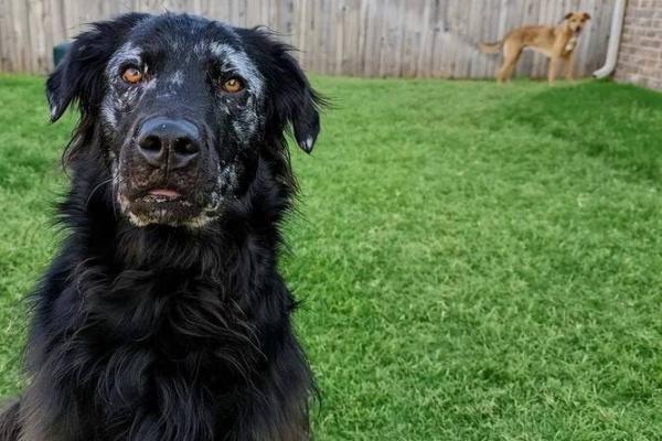 梦见黑狗 梦见黑狗