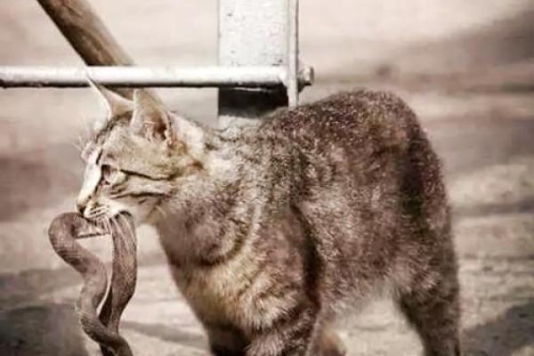 梦见很多猫 梦见很多猫