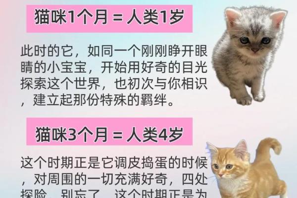 女人梦见猫是什么预兆 女人梦见猫是什么预兆