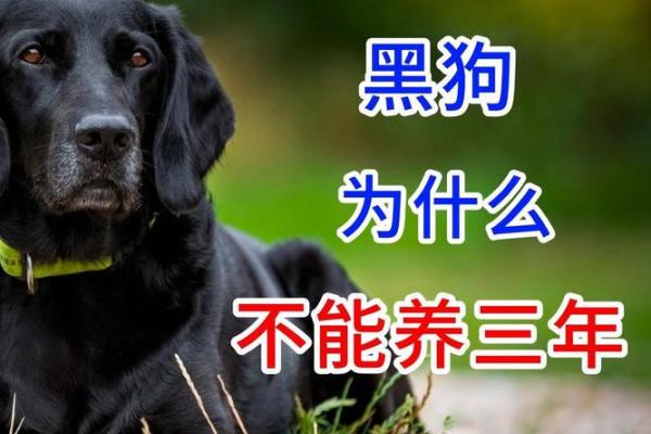 梦见黑狗是什么预兆 梦见黑狗是什么预兆