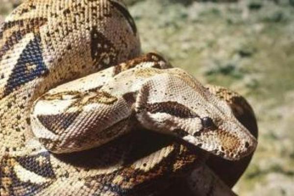 梦到好多小蛇 梦到好多小蛇