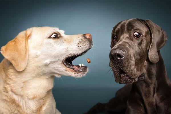 女人梦见狗往身上扑 女人梦见狗往身上扑