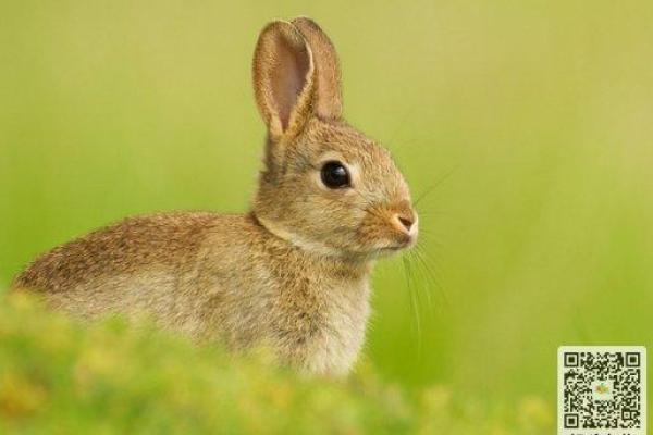 “小打小闹”打一准确动物生肖,小打小闹是指什么生肖答案解释释义落实 “小打小闹”打一准确动物生肖,小打小闹是指什么生肖答案解释释义落实